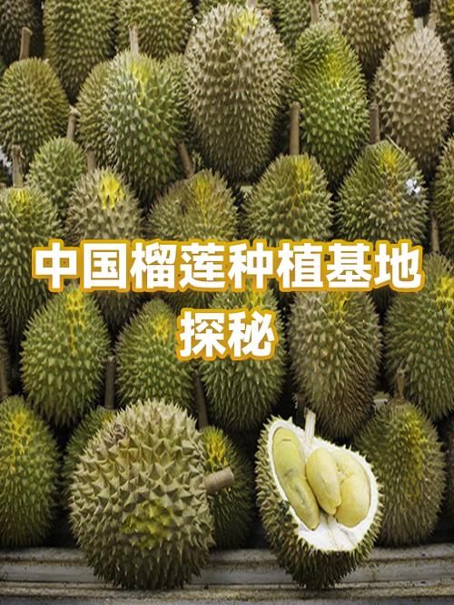 中国禁止种榴莲的原因
