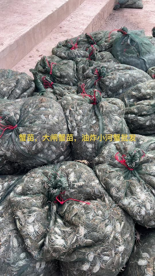 河蟹苗多少钱一斤