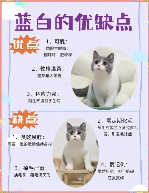 英短优缺点有哪些缩略图