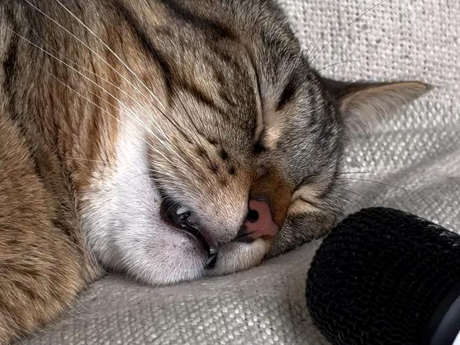 猫咪打呼噜