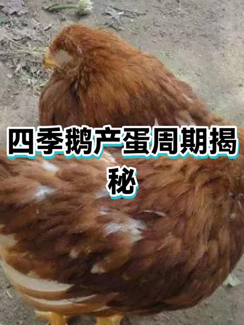 四季鹅几个月下蛋