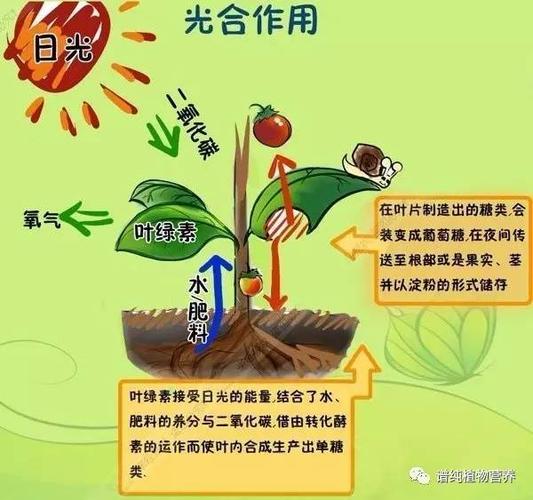 光合作用比喻人什么意思