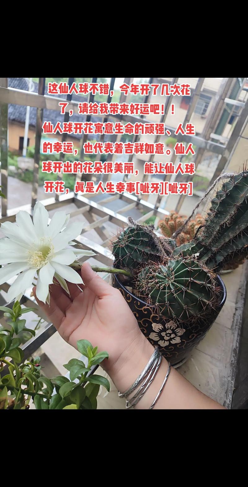 小屋幸运球能开出什么