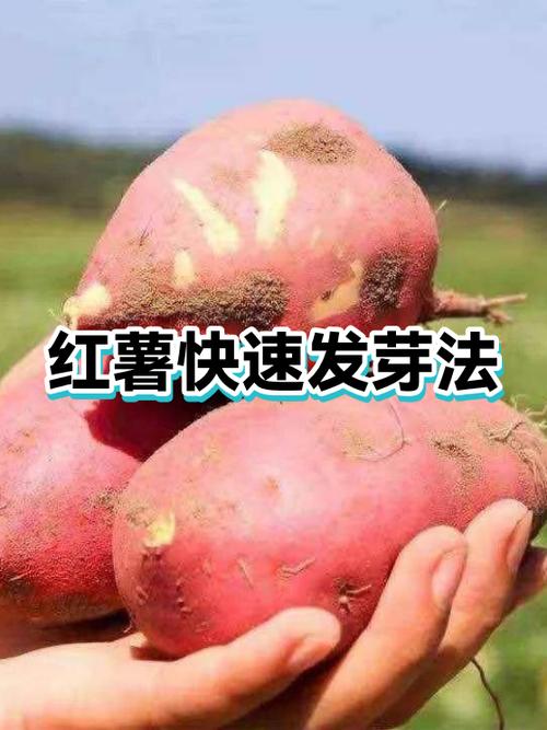 红薯怎样育苗发芽快图标