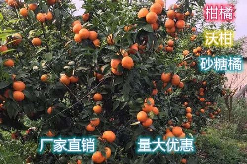 柑橘网络上什么意思截图