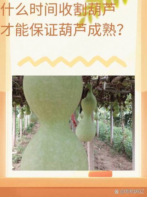 葫芦什么时候成熟图标