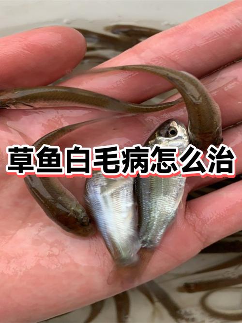 草鱼身上有白斑是怎么回事