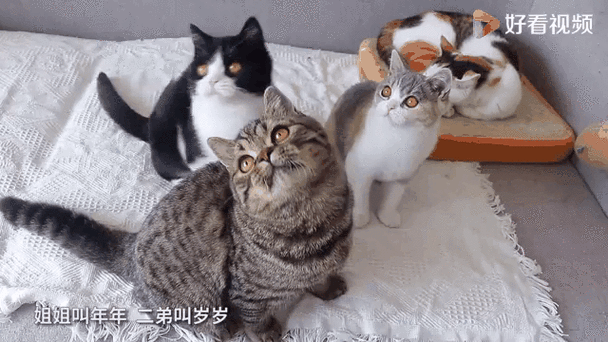 3只猫是聚财还是破财截图
