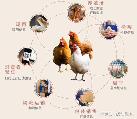 养鸡的商业模式