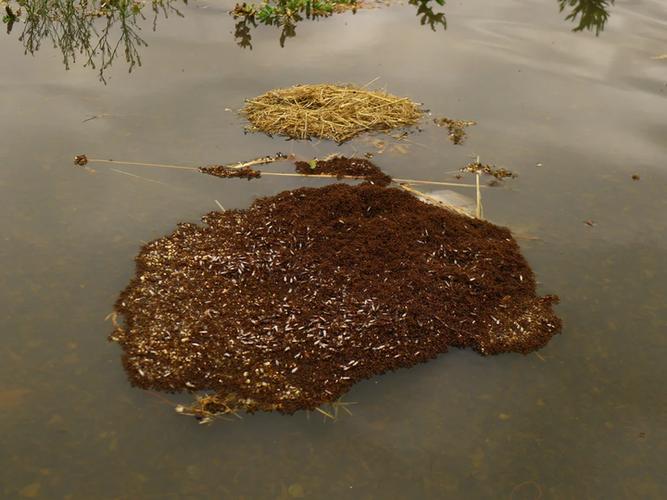 蚂蚁抱团过火海的视频