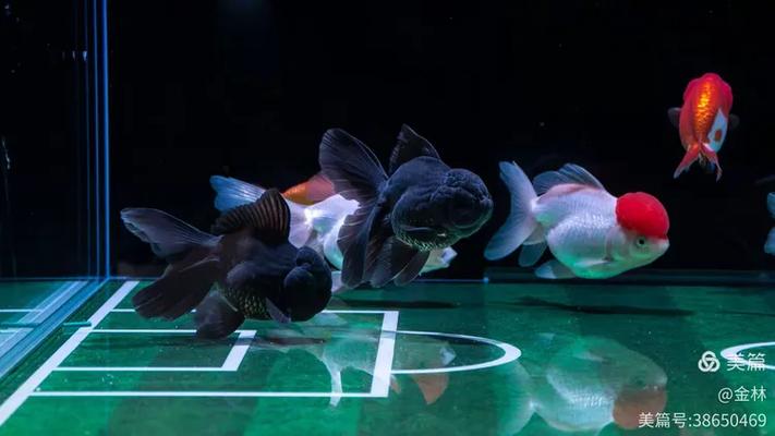 中国最大的水族论坛