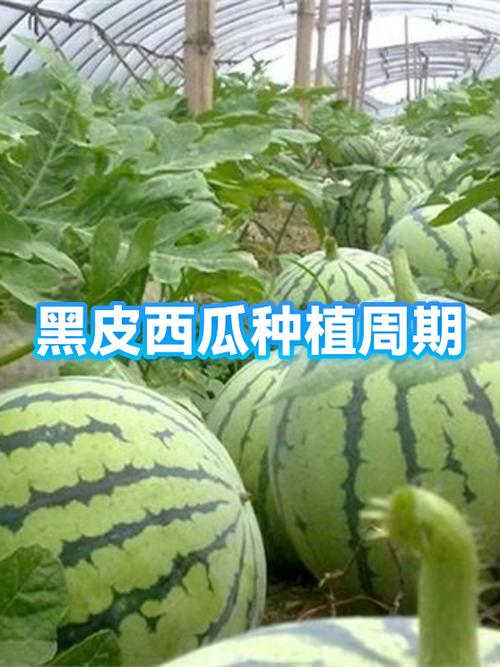 整个西瓜保存期多长时间
