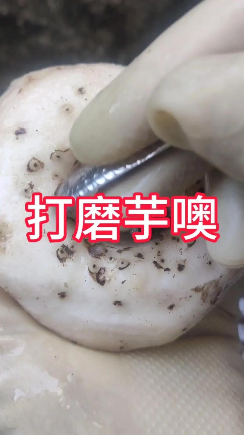 新鲜魔芋的制作方法