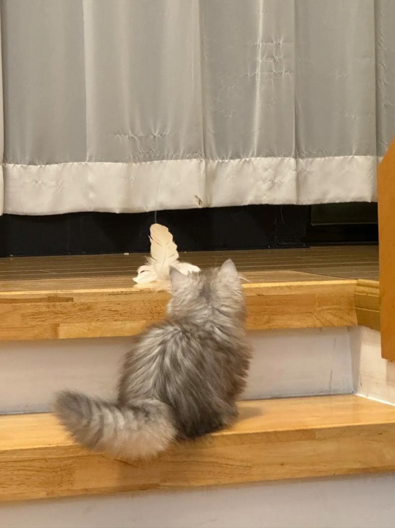 刺猬猫怎么退出登录