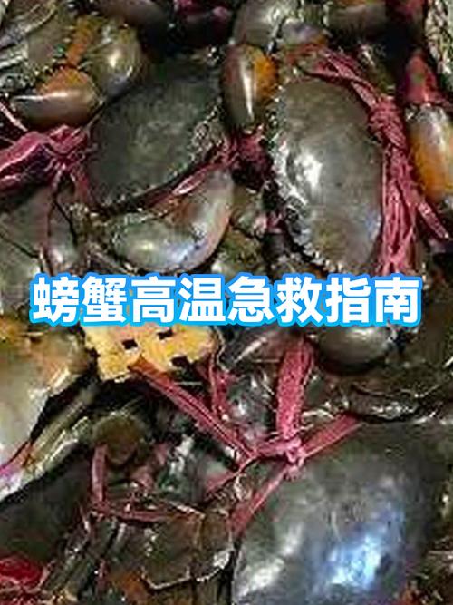 熟螃蟹隔夜怎么加热截图