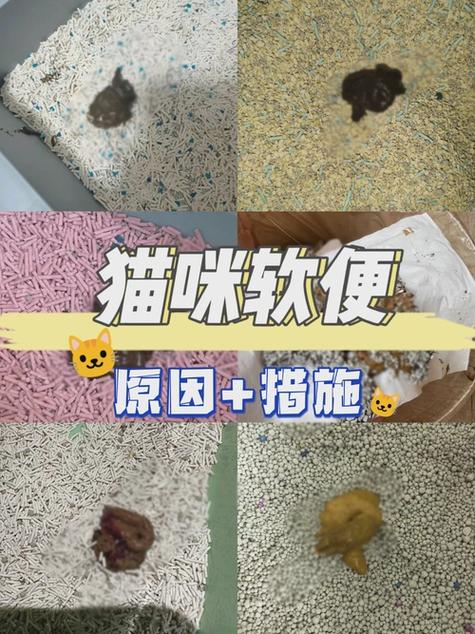 猫不拉大便怎么办