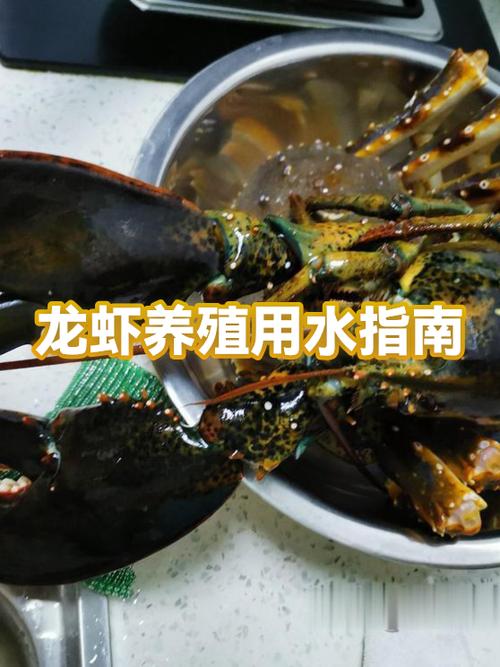 小龙虾养殖方法和环境