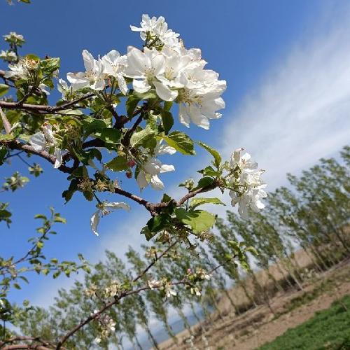 苹果树什么时候开花