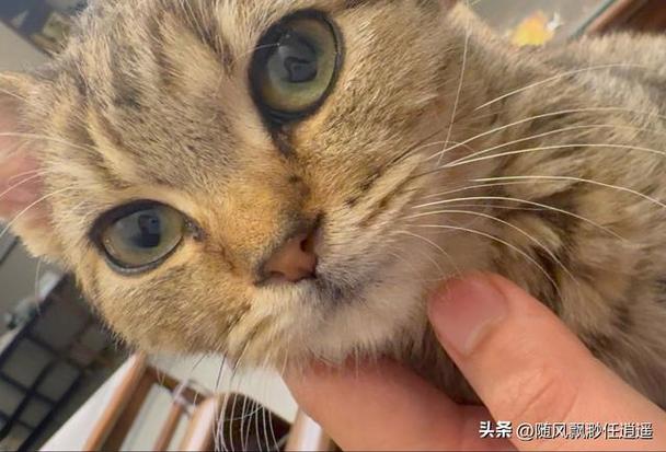 猫一直发出咕噜咕噜的声音