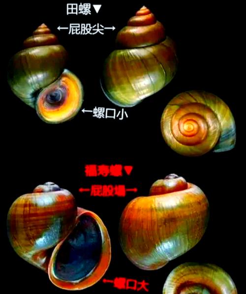 世界上最大的田螺
