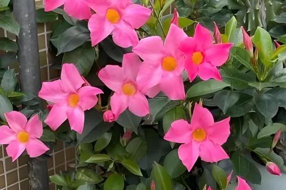 飘香藤冬天叶子掉光