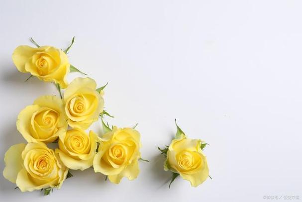 男生送女生向日葵花语