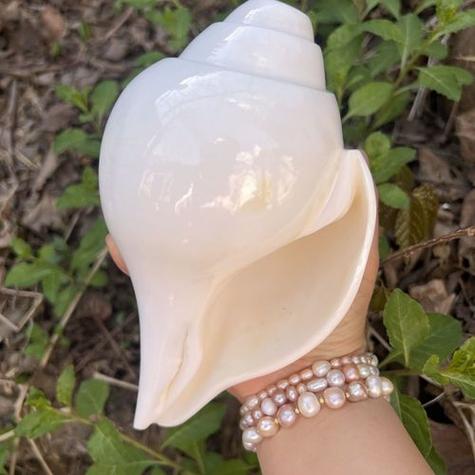 海螺的寓意及象征