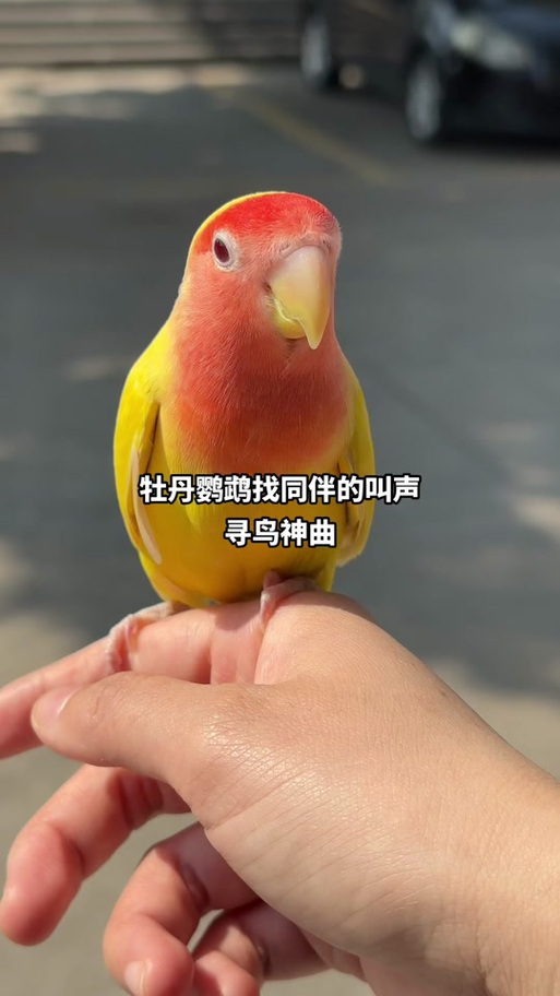 鹦鹉的叫声怎么形容截图