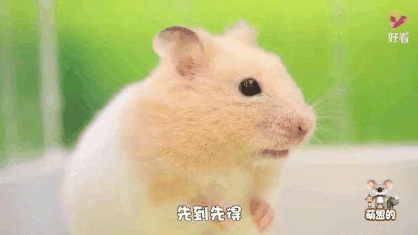 仓鼠跳舞表情包