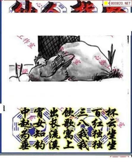 三毛第四版今天图谜