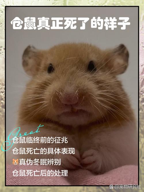 仓鼠放车上一晚会死吗缩略图