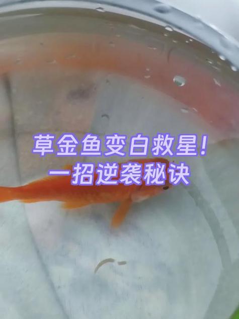 纯白色的手机壳变黄怎么处理缩略图
