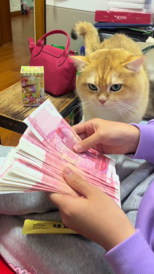 猫玩赚钱红包
