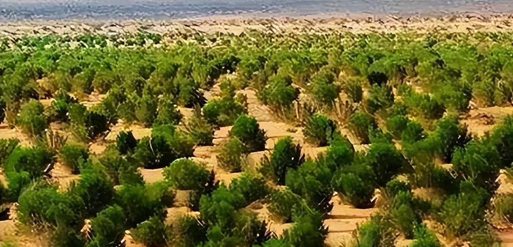 沙漠种植什么树