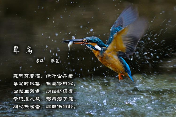 关于翠鸟的古诗四句的图标