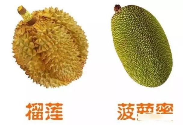 糖尿病可以吃菠萝蜜吗截图