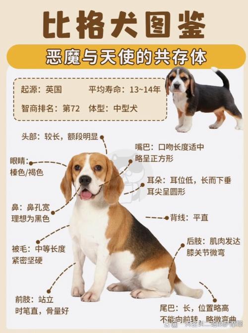 狗智商相当人类几岁