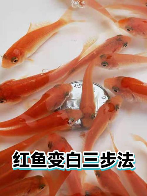 红鱼变白怎么恢复图标
