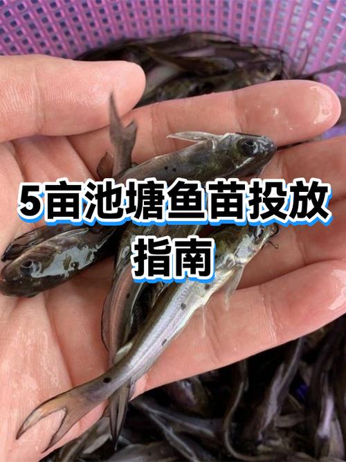 5亩鱼塘一年多少利润