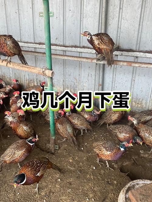 自家养的小鸡几个月下蛋