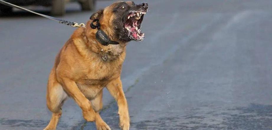 什么狗最容易咬人