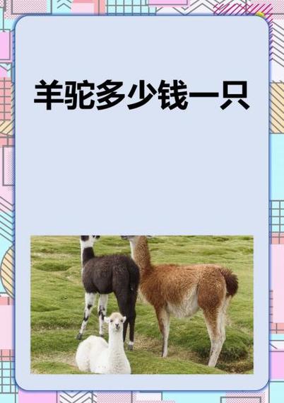 羊驼多少钱一只