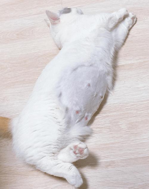 小猫最小几个月怀孕缩略图