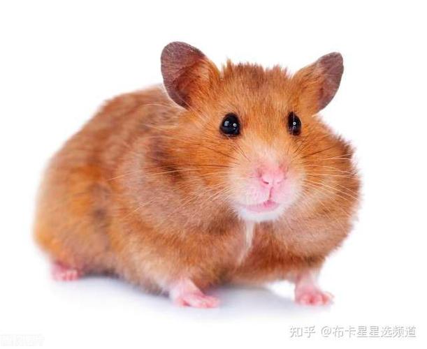仓鼠被同类咬伤怎么办图标