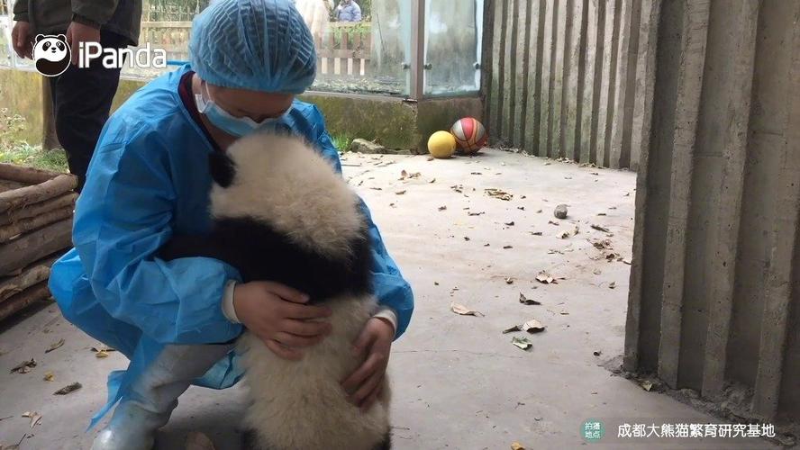 微博国际版怎么养熊猫