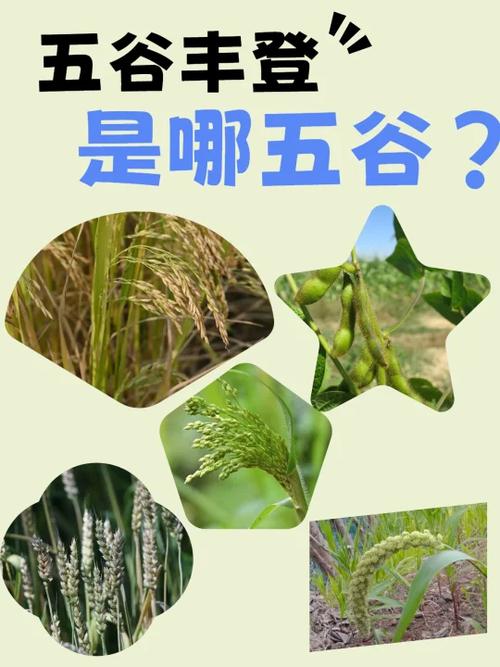 五谷背后的文化含义
