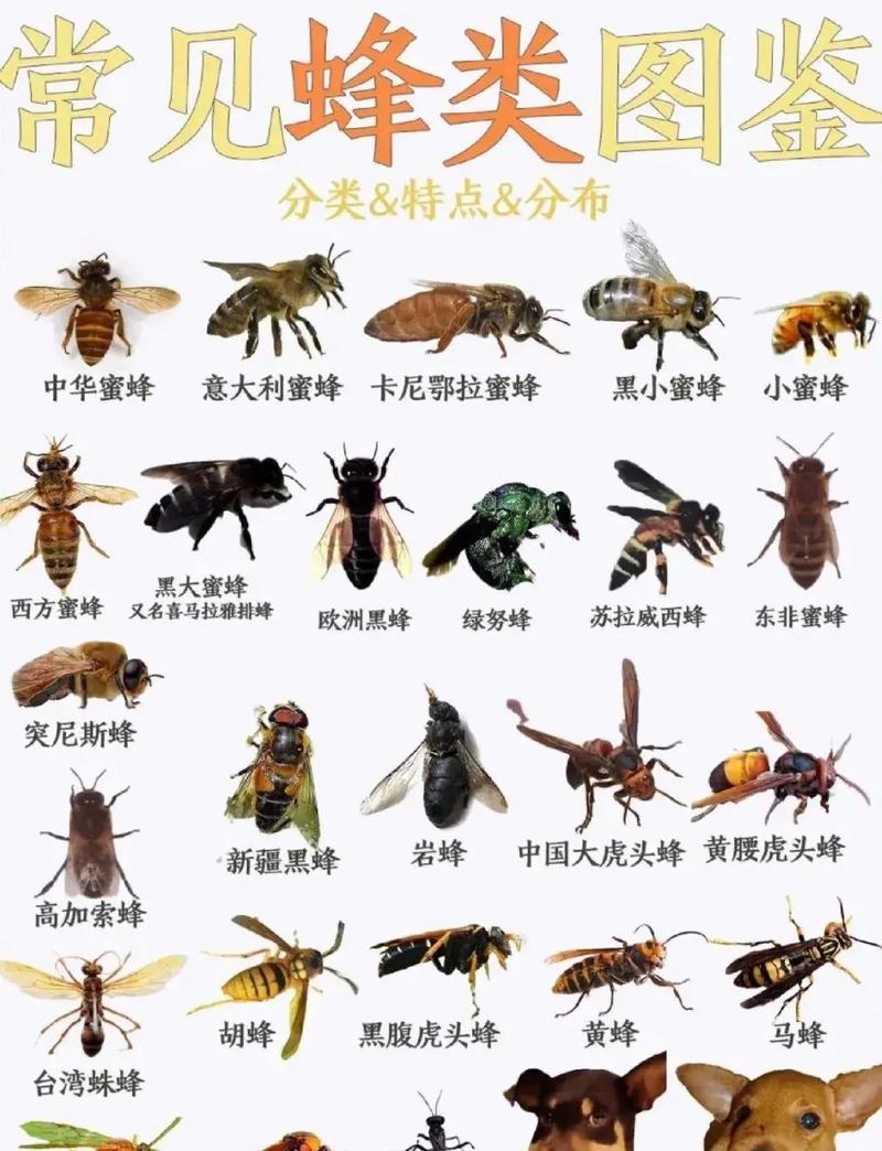 憎恶之蜂有什么用处