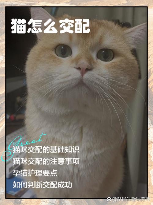 小野猫男女之间的暧昧含义截图