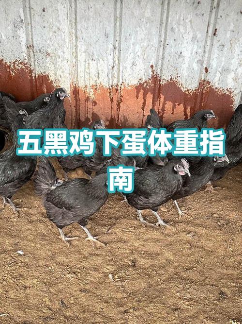 怎么判断鸡快下蛋了