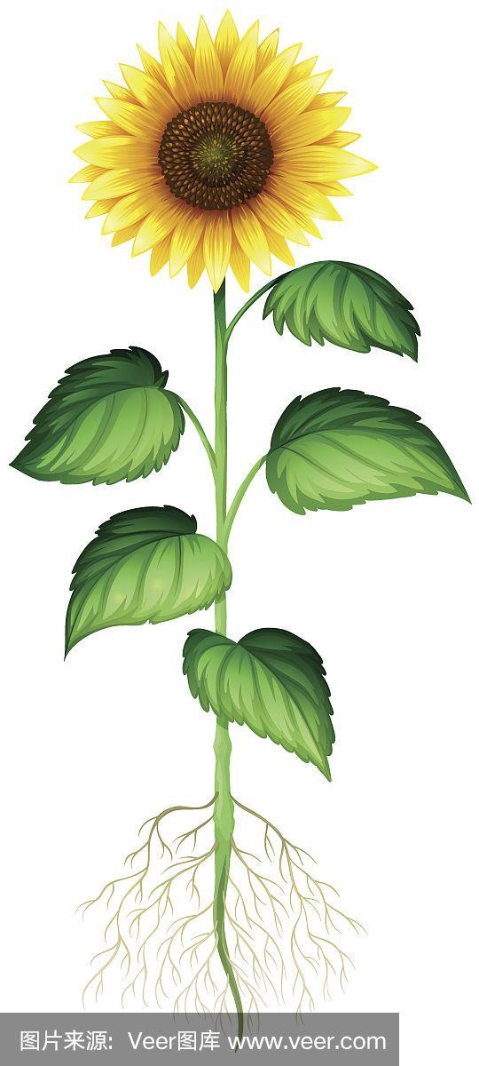 向日葵的茎